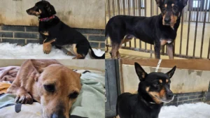 Psy z likwidowanego schroniska „Kocham Psisko” już bezpieczne w Gdyni